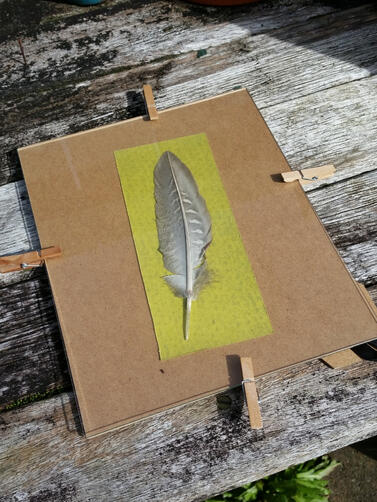 Creating a feather cyanotype in the sun.