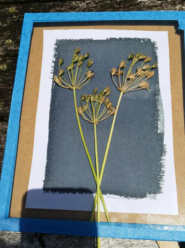 Exposing a cyanotype print in the sunshine.